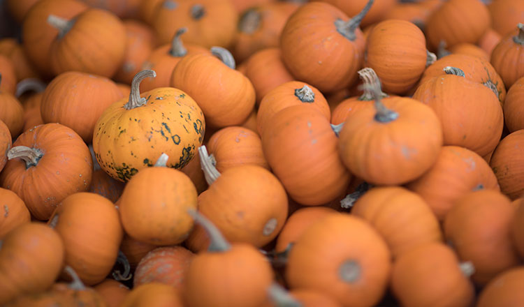 A pile of sugar pumpkins