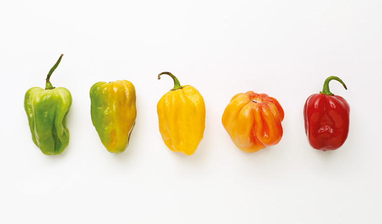 Colorful habanero chiles, from green to yellow to orange and red